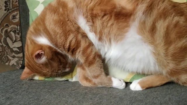 Кот не даёт сидеть,притворяется спящим. смотреть онлайн