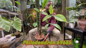 Big Boi, Long Boi!😎🪴| Epipremnum Amplissimum🪴| Philodendron Crassinervium🪴| Anthurium Vittarifolium