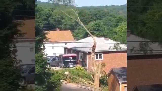 дерево