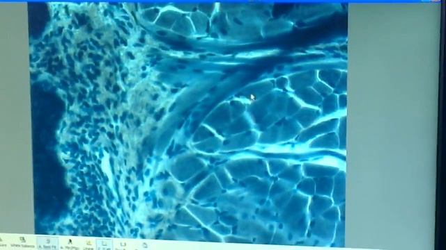 Гистология  Мышечные ткани