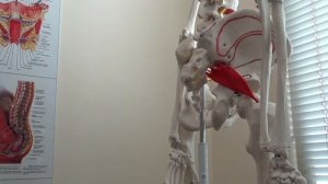 ГРУШЕВИДНАЯ  МЫШЦА