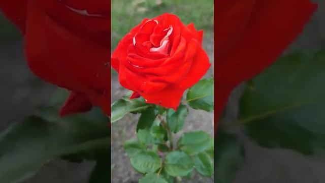 Роза Ксюша