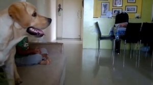 Собаки ЗАЩИЩАЮТ детей  , собаки няньки   веселая под