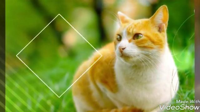 Песня рыжий кот. смотреть онлайн