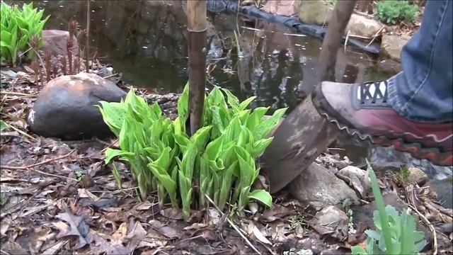 Цветники в тени. Когда и как поделить хосту. Декоративный сад 6 смотреть онлайн