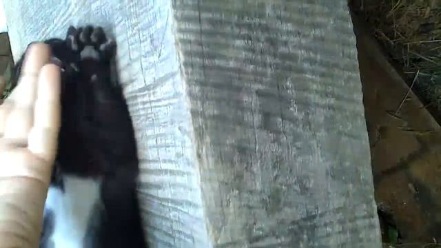 Котя смотреть онлайн