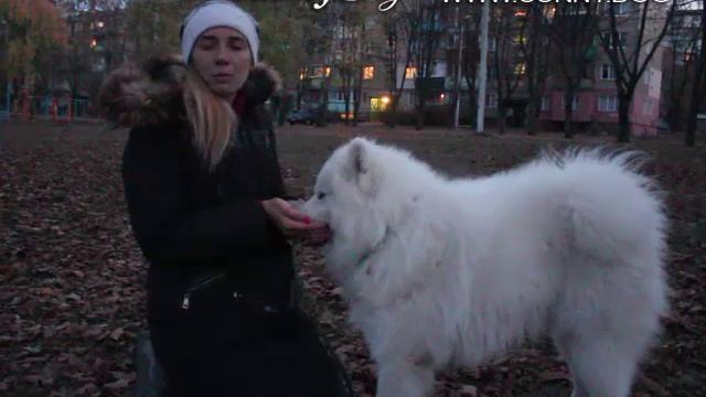 Кого выбрать - Хаски, Маламута или Самоеда? Какая порода собаки лучше? Основные отличия