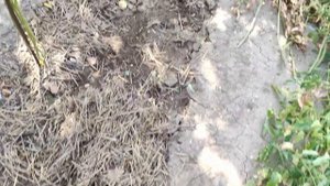 Осенние работы на огороде. Как быстро и чисто подготовить грядки к зиме. План работ.