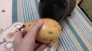 приколы с морскими свинками. 1 часть