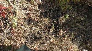 ОСЕННИЕ МЕДОНОСЫ. А у вас есть на ПАСЕКЕ?