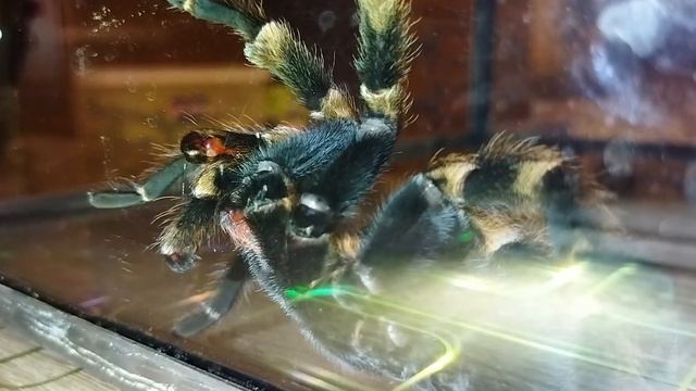 Паук птицеед. Как понять, что самец готов к спариванию смотреть онлайн