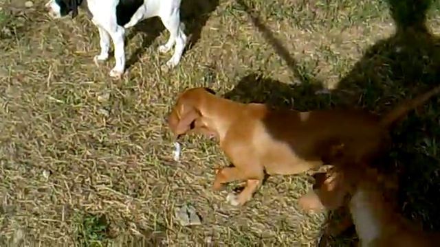 первые стойки смотреть онлайн