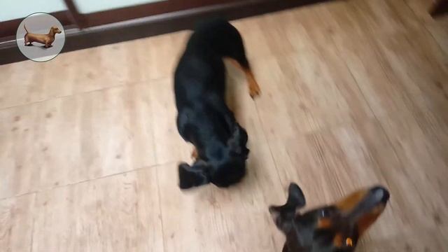 ? ? ? ^ ЧТО ЛУЧШЕ ОДНОЙ ТАКСЫ? ТОЛЬКО ТРИ ТАКСЫ! смотреть онлайн