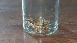 ОТДАТЬ ХВОРЬ ЖАБЕ. СИЛЬНО. ДЛЯ ВСЕХ. ВЕДЬМИНА ИЗБА ▶️ ИНГА ХОСРОЕВА