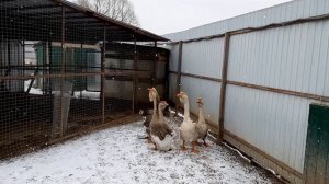 Холмогорские гуси. Редкий окрас: серые и палевые.