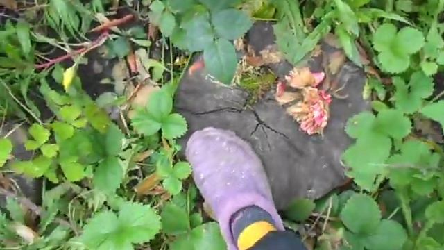 РОЗЫ в октябре.Обзор.(вредители). смотреть онлайн