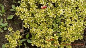 Тимьян лимоннопахнущий Замбези (buntblattrig) ? обзор: как сажать, саженцы тимьяна Замбези