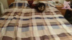 Её сейчас жёстко отхентаят ? | Развращённая гильдия