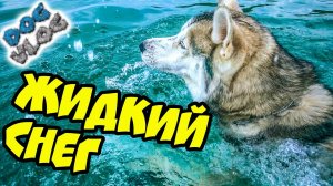 DOGVLOG_ НИКОГДА НЕ ЕЗДИТЕ НА МОРЕ ОСЕНЬЮ! Хаски в шоке! Говорящая собака.