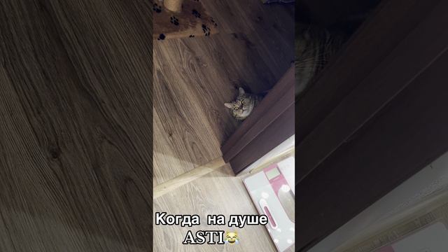 Котик грустит под Асти )