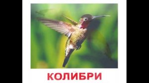 Карточки Домана Птицы часть 2