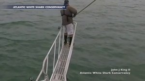 Нападение акулы на человека