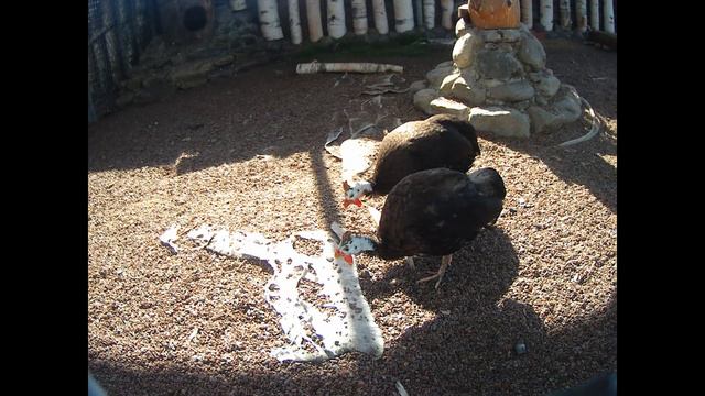 карельский зоопарк чёрные камни смотреть онлайн