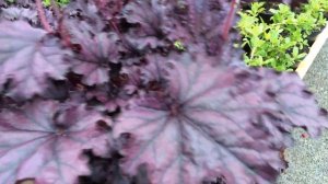 Heuchera 'Forever Purple'