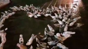 Голуби Самвела г. Краснодар. Армянские голуби. Samvel's pigeons city of Krasnodar. Armenian pigeons