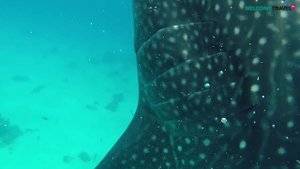 Китовые Акулы Филиппины, остров Себу, Ослоб | Whale sharks Philippines