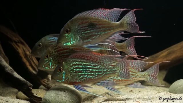 Geophagus sveni Parana смотреть онлайн