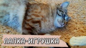 Счастливая кроличья лапка. Реакция кота на игрушку