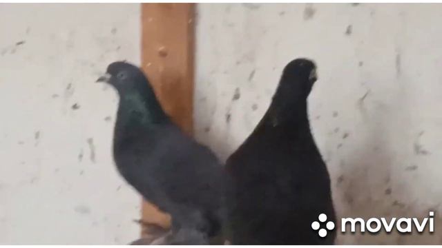 Предоставляем услуги перевозки живности!!! По России ,Казахстан,Кыргызстан, Узбекистан!!! смотреть онлайн