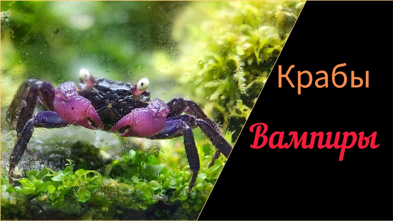 Крабы вампиры. Наконец-то.