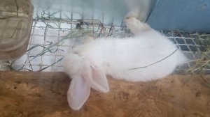 умирает кролик что это