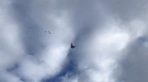 Голуби Обояни 🐦