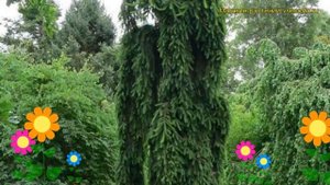 Ель обыкновенная Инверса. Краткий обзор, описание характеристик picea abies Inversa