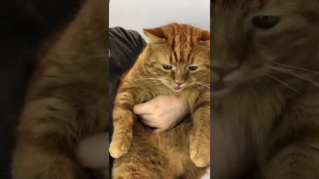 Понравилось видео? Ставь❤️ #забавныеживотные #люблюживотных #вмиреживотных #братьянашименьшие