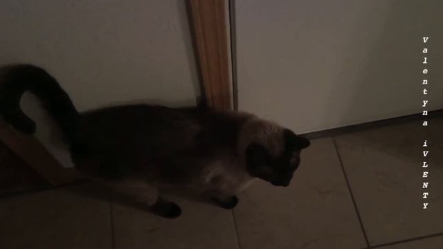 Как понять, что хочет сказать Вам сиамский кот ? =^..^= СИАМСКИЕ КОШКИ смотреть онлайн