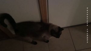 Как понять, что хочет сказать Вам сиамский кот ? =^..^= СИАМСКИЕ КОШКИ