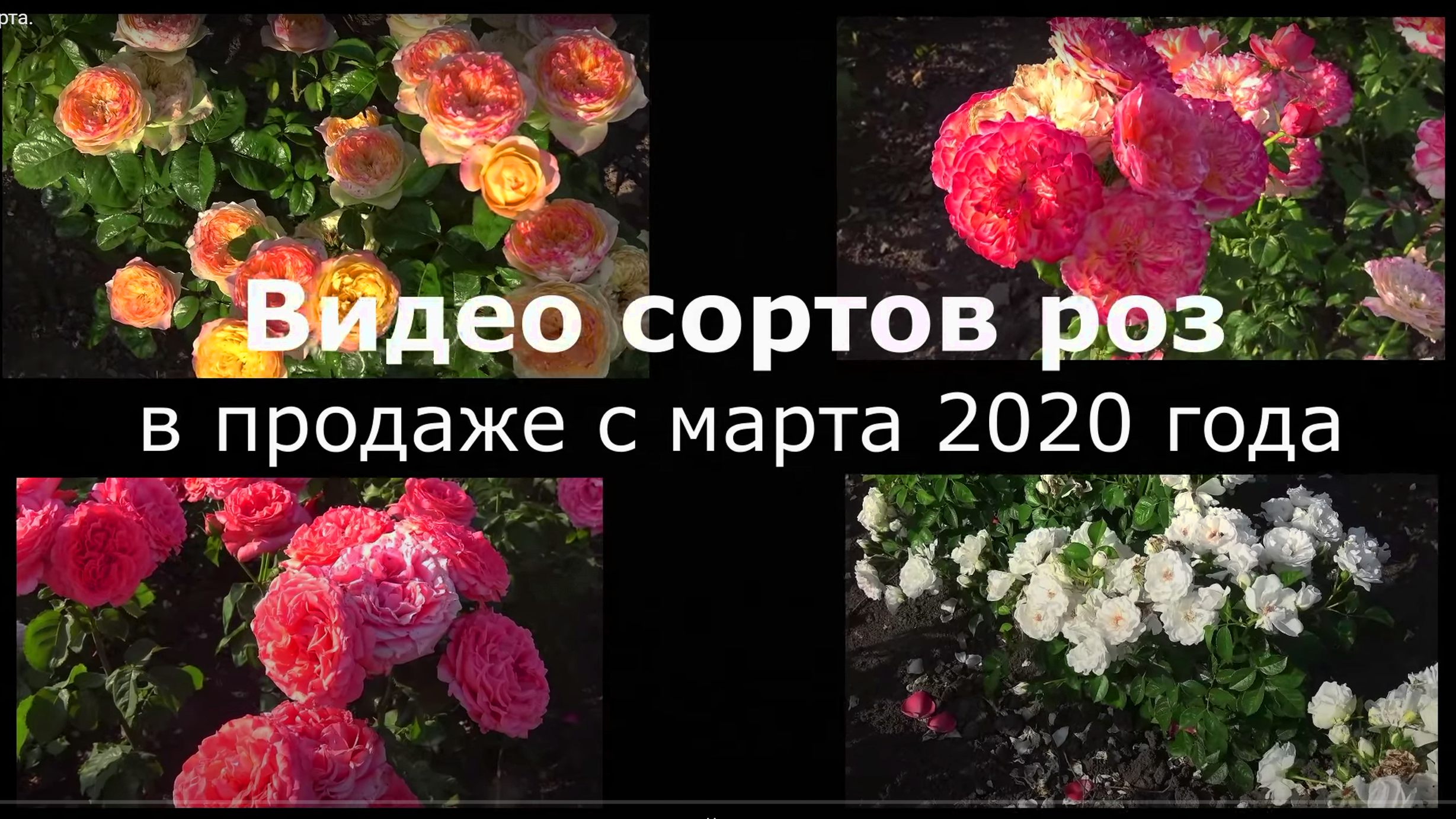 Сорта роз 2020 в продаже с марта