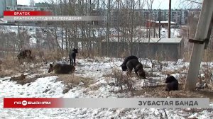 Стая бездомных собак напала на пенсионерку в Братске