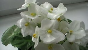 сорт фиалки "Optimara Ontario (Holtkamp)"