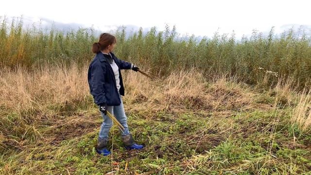 Русская ива. Видео-обзор. Хранение и черенкование ивы. смотреть онлайн