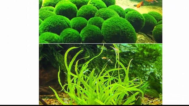 2 см мох Marimo шары живое аквариумное растение водоросли смотреть онлайн