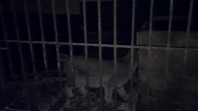 Новости о вольерах / Рыси кушают крыс смотреть онлайн