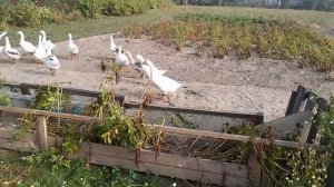 Гуси бегают за едой и хозяином!