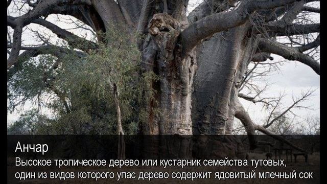 Анчар. Толковый Видеословарь русского языка