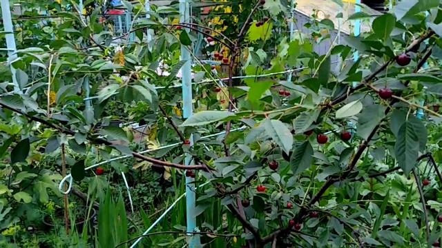 Черешня Подмосковья 14.07.2020, созревание черешни в открытом грунте смотреть онлайн
