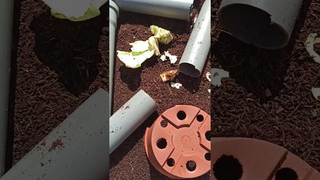 Ко мне приехали новые тараканы архимандриты и мадагаскарские. смотреть онлайн